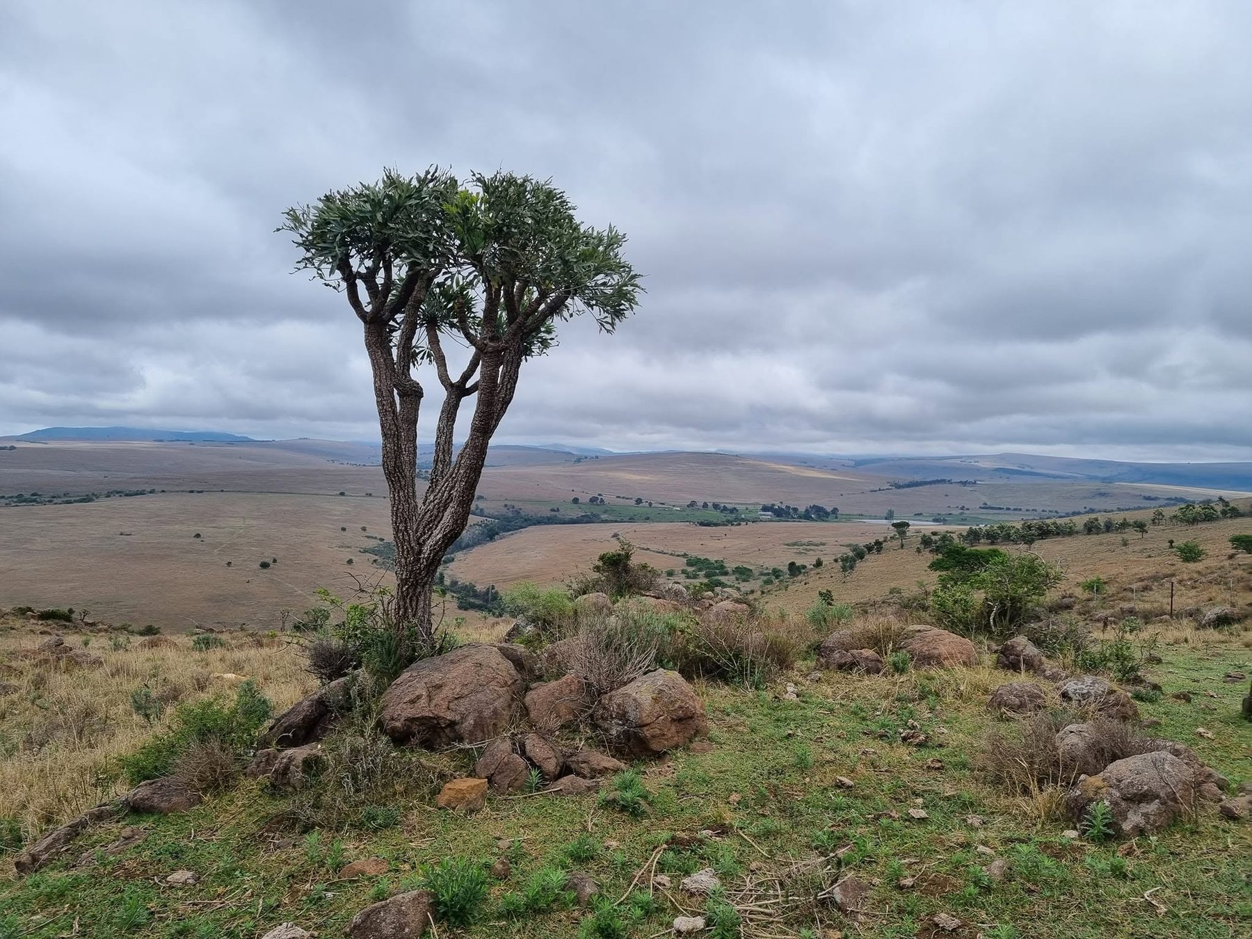 Thomas River Conservancy landscape with indigenous vegetation